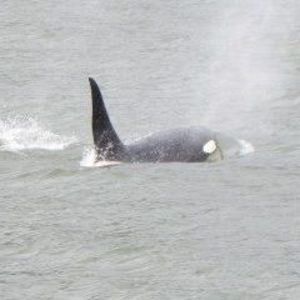 Meet your Posher, Cody